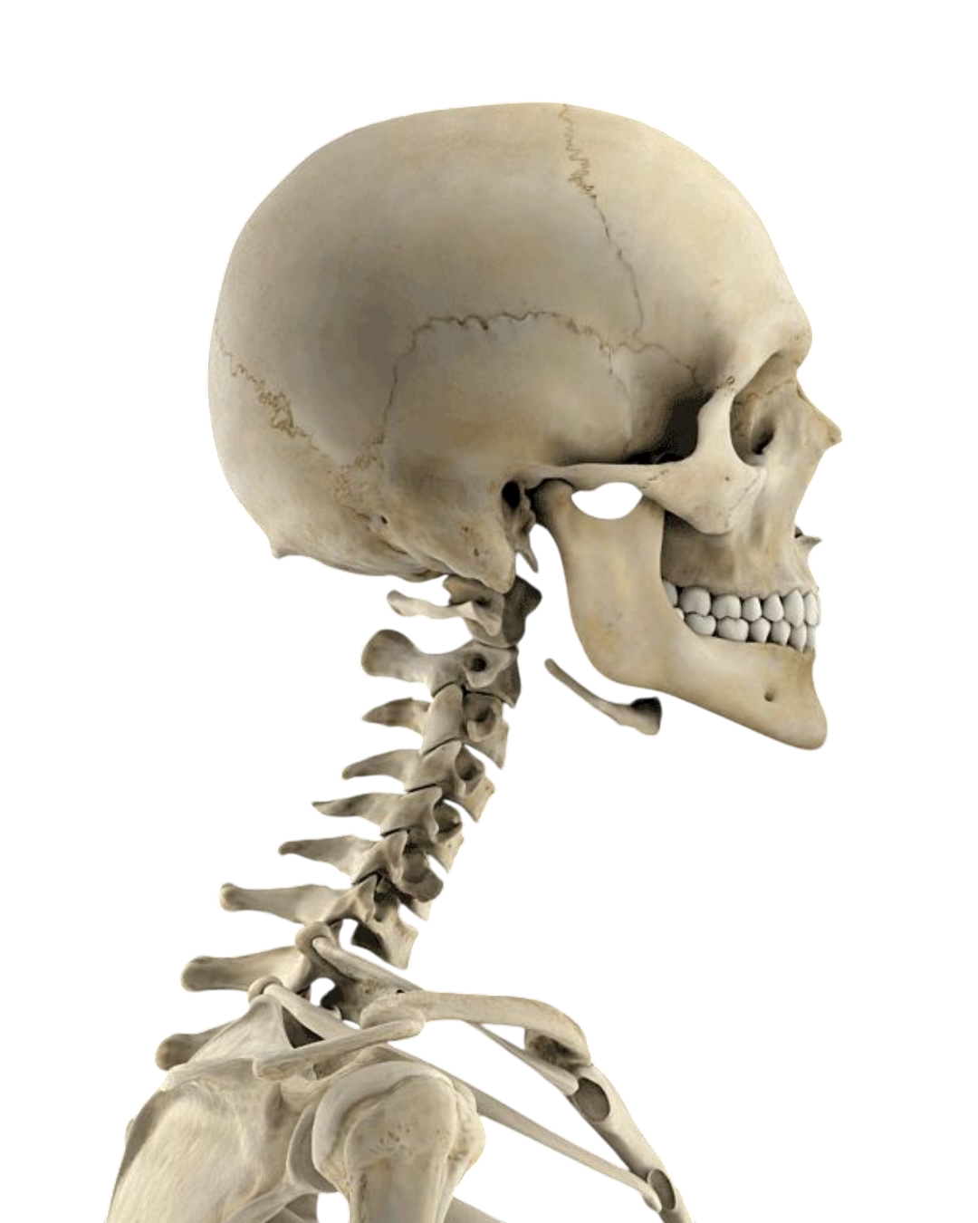 Cráneo - Antropología Biológica